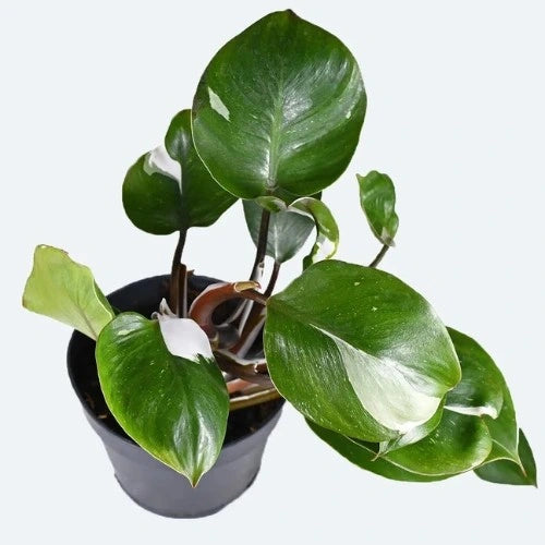 A potted Philodendron White Wizard Plant