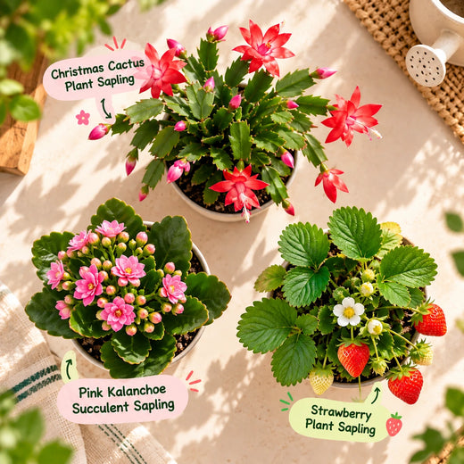 Winter Joy Plant Trio