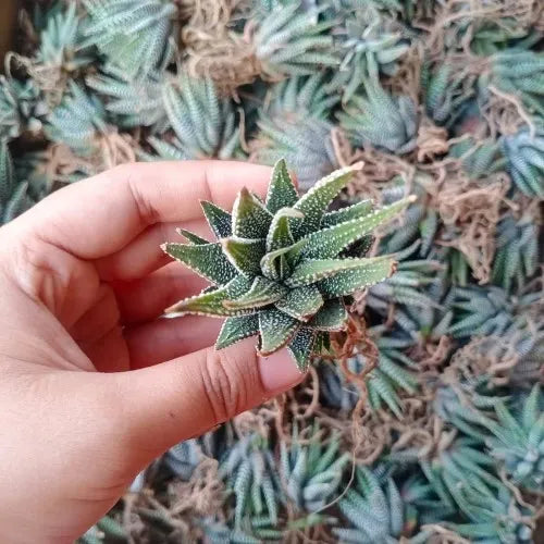 Hand holding the zebra haworthia plant