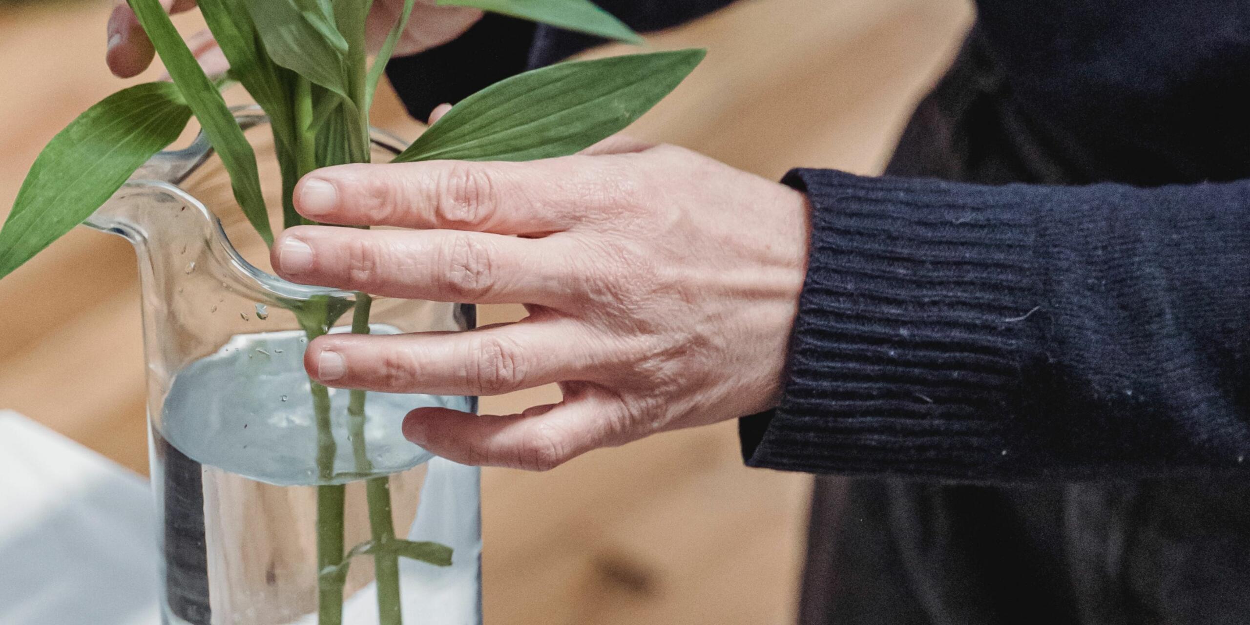 10 Indoor Plants That Grow In Water