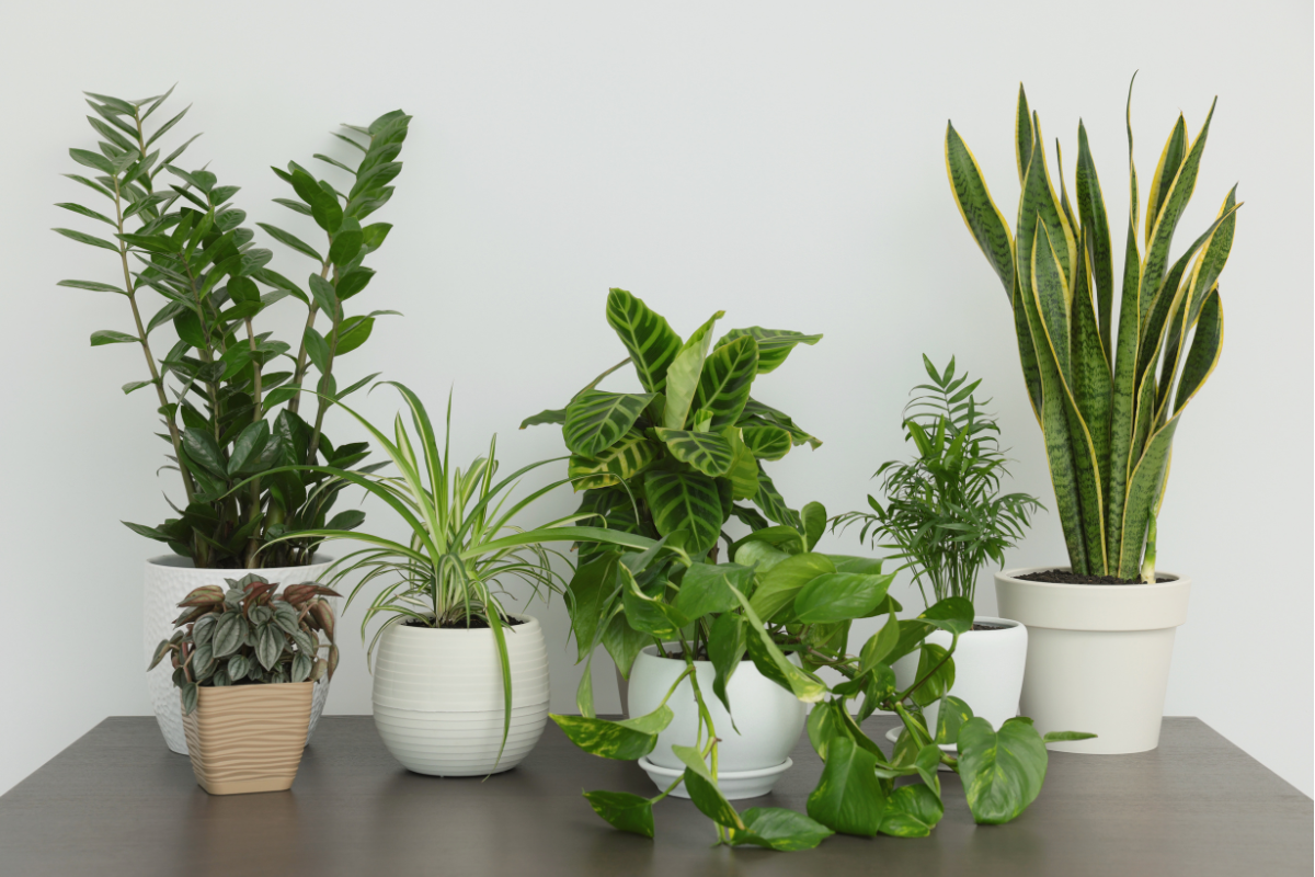5 Eco-Friendly Gardening Ideas: How Foliage Plants Support a Greener Lifestyle