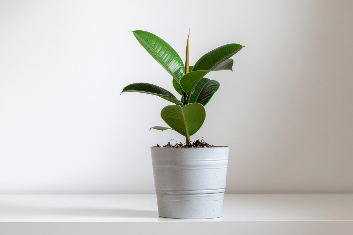 Everything You Need To Know About Rubber Plants