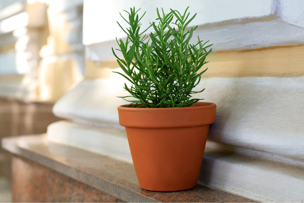 Growing Rosemary in India