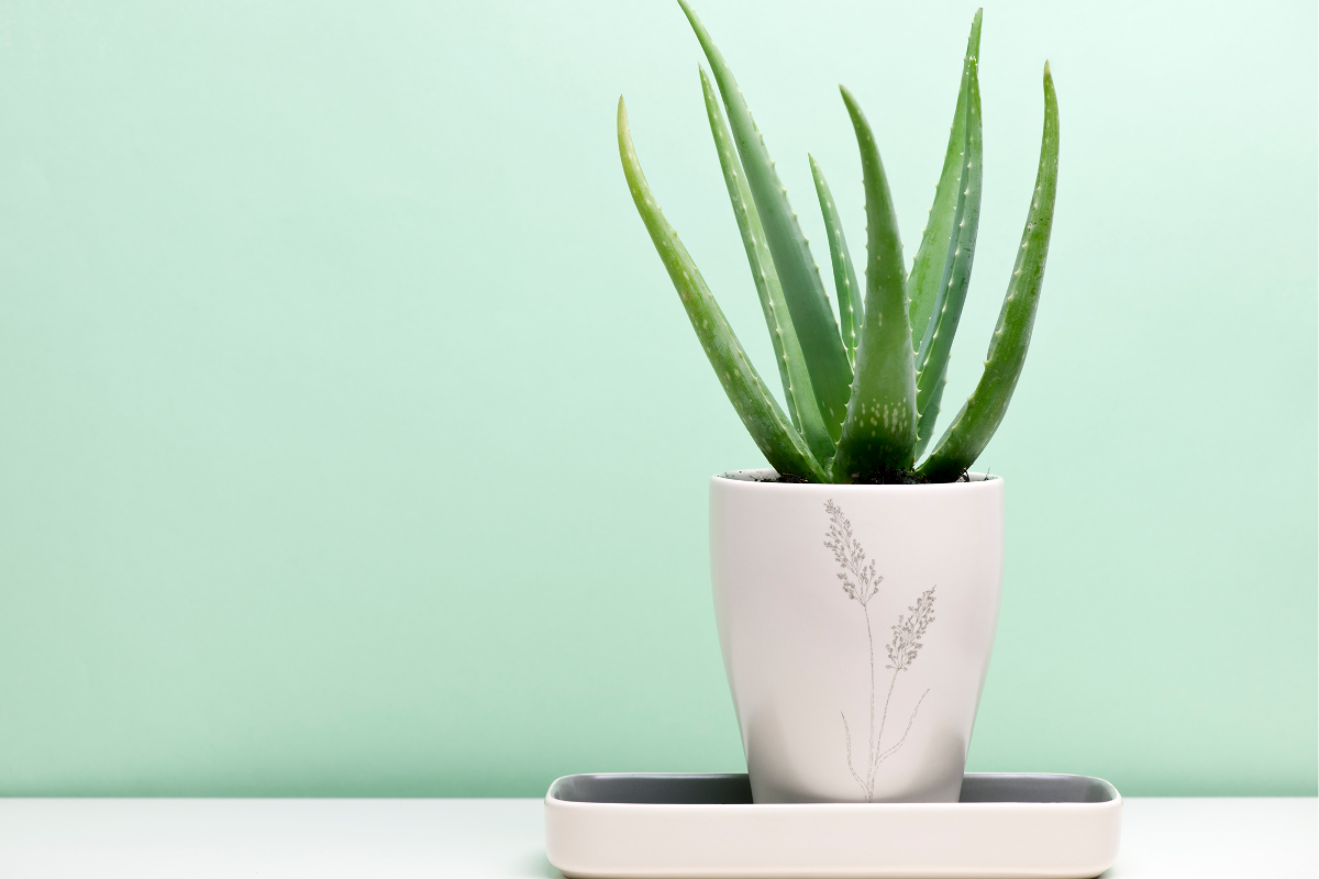 Growing Indoor Aloe Vera Plant: Step-by-Step Guide for Beginners