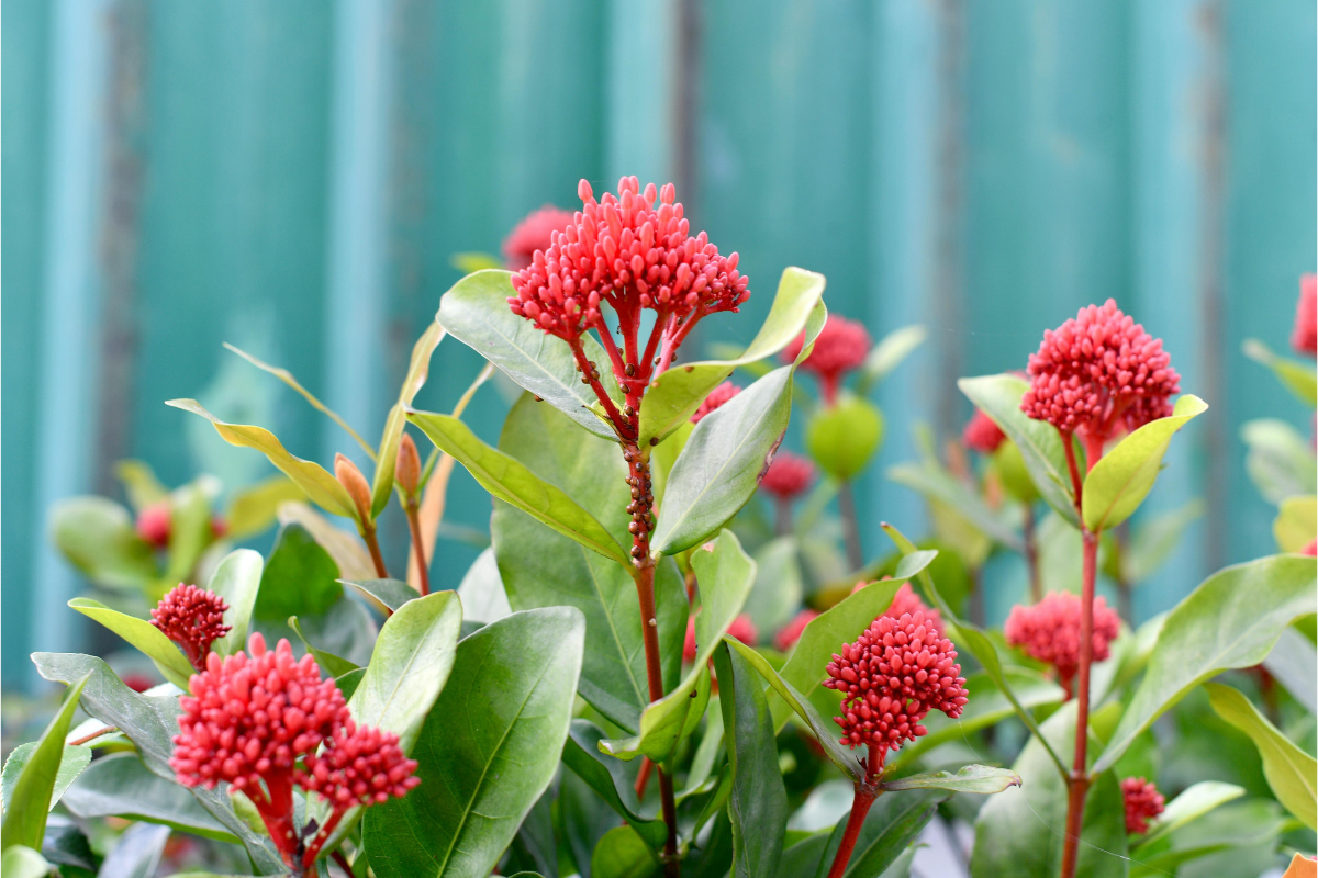Ixora Care Guide Keep Your Plant Blooming All Year The Affordable ixora-care-guide-keep-your-plant-blooming-all-year-the-affordable