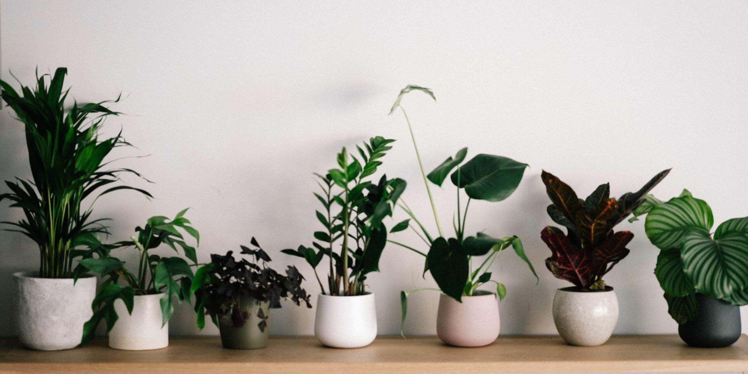 5 Best Feng Shui Plants To Buy In Monsoon