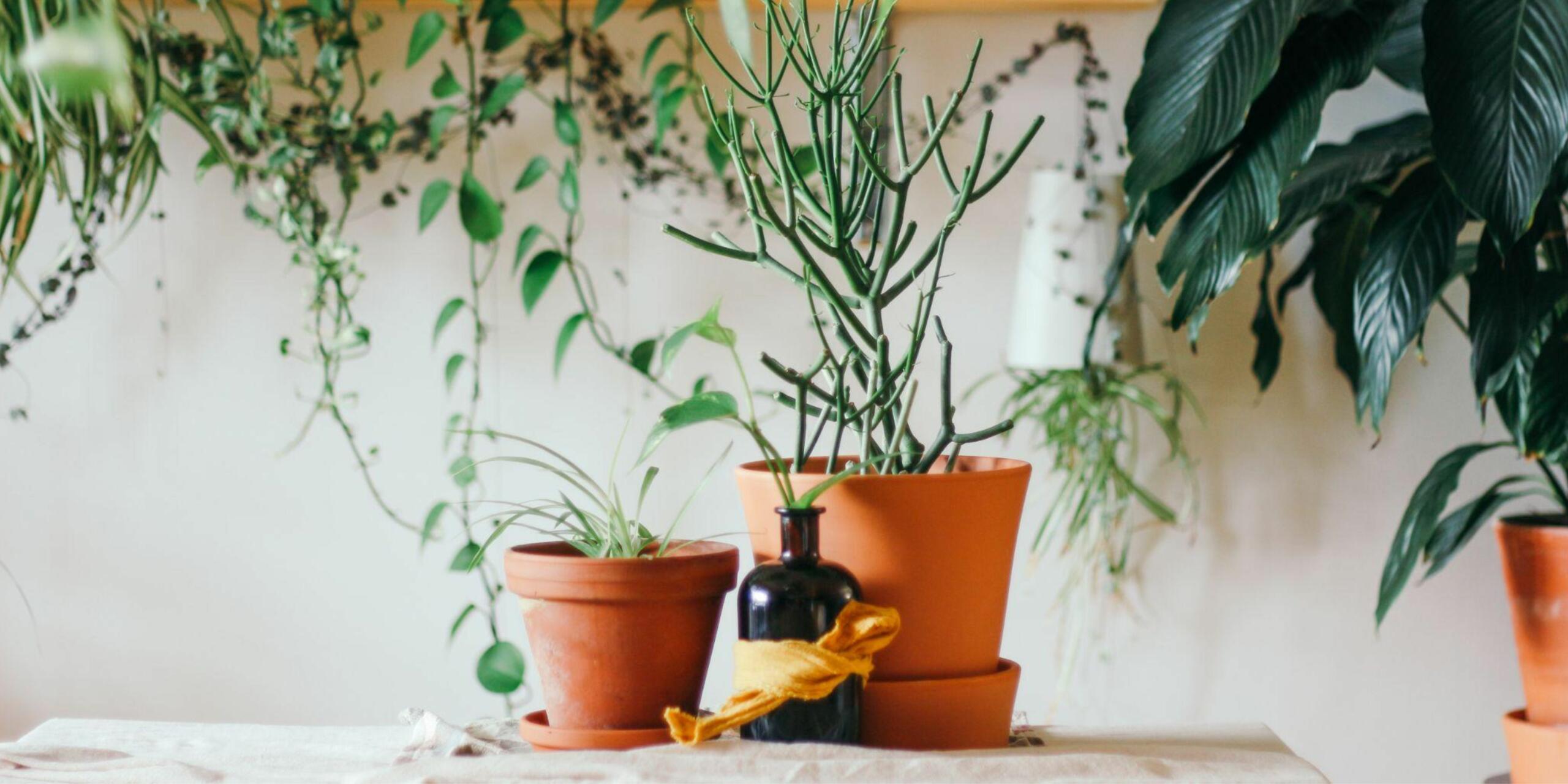 5 Best Foliage Plants To Buy In The Monsoon
