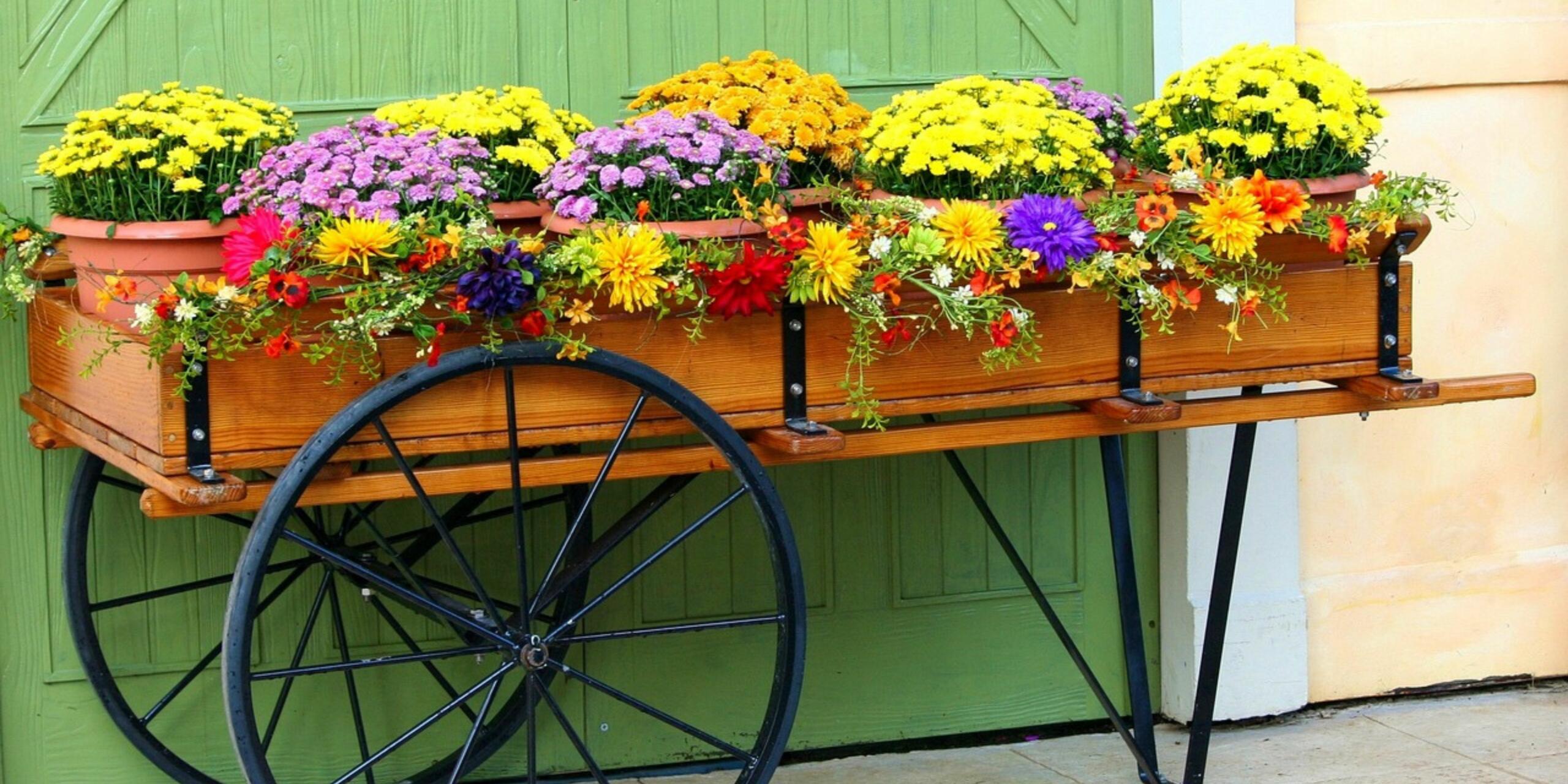 5 Easy To Grow Flowering Plants In The Kitchen Garden In October
