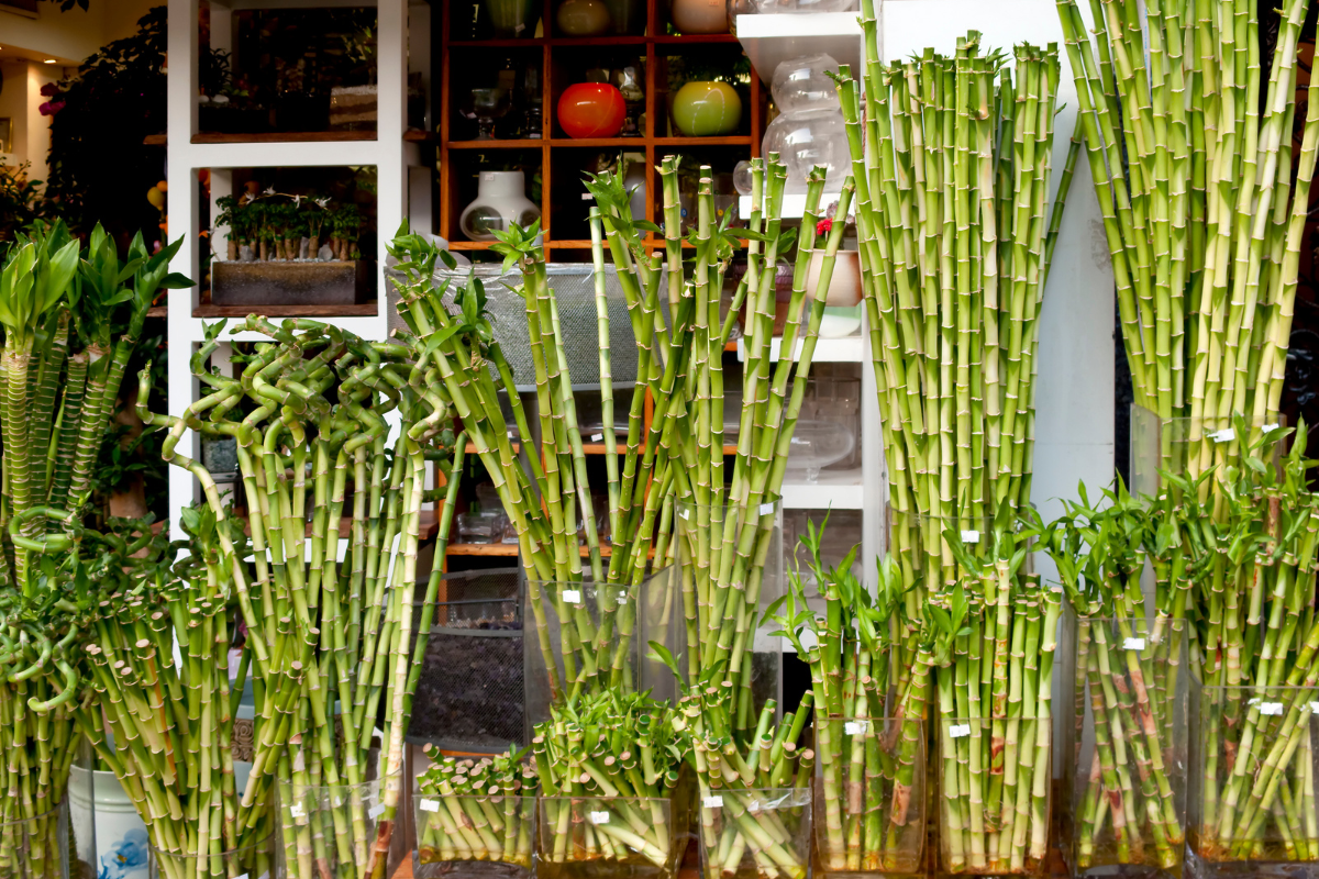 Lucky Bamboo Plant Care Tips- Everything You Need for a Healthy Plant