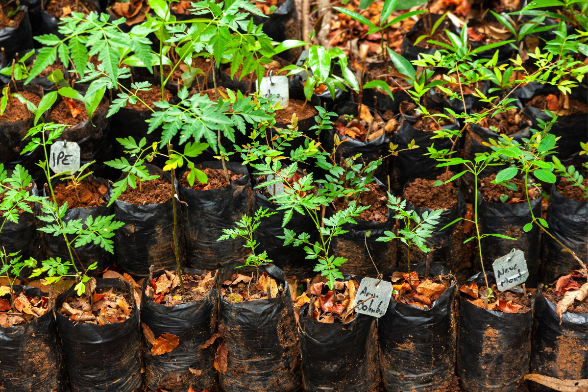 How to Use a Grow Bag for Better Plant Growth in Your Garden