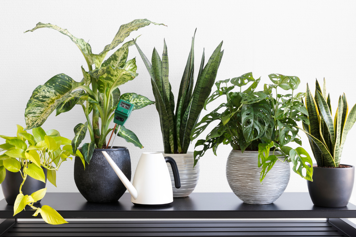 Watering Indoor Plants: Techniques for Healthy Growth
