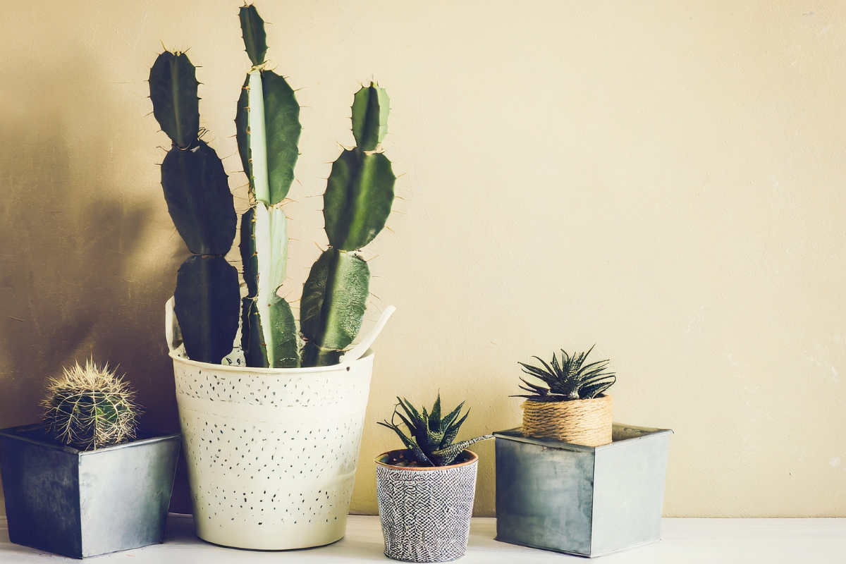 5 Easy Cactus and Succulent Plants Anyone Can Grow Indoors