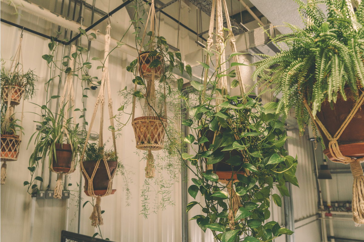 Make This Holiday Bloom with DIY Gardening Ideas!