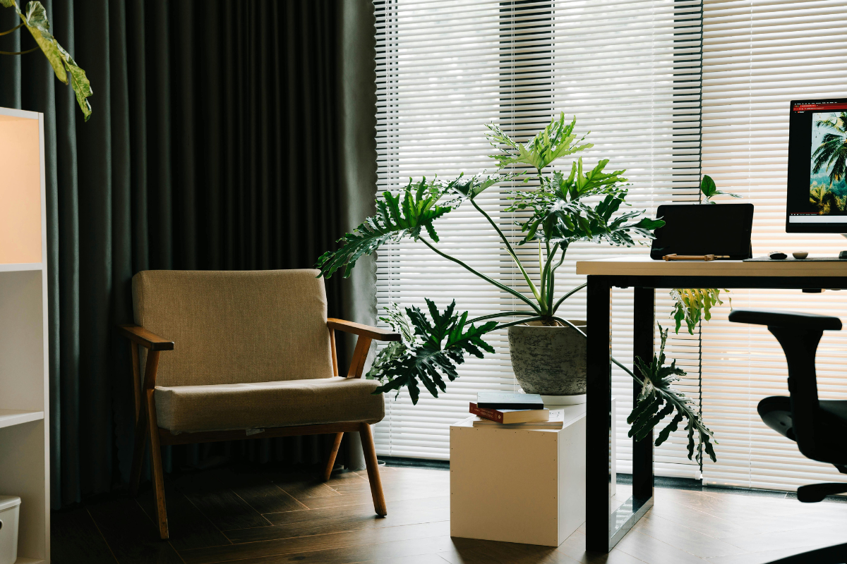 5 Indoor Saplings That Act as Natural Shade Screens