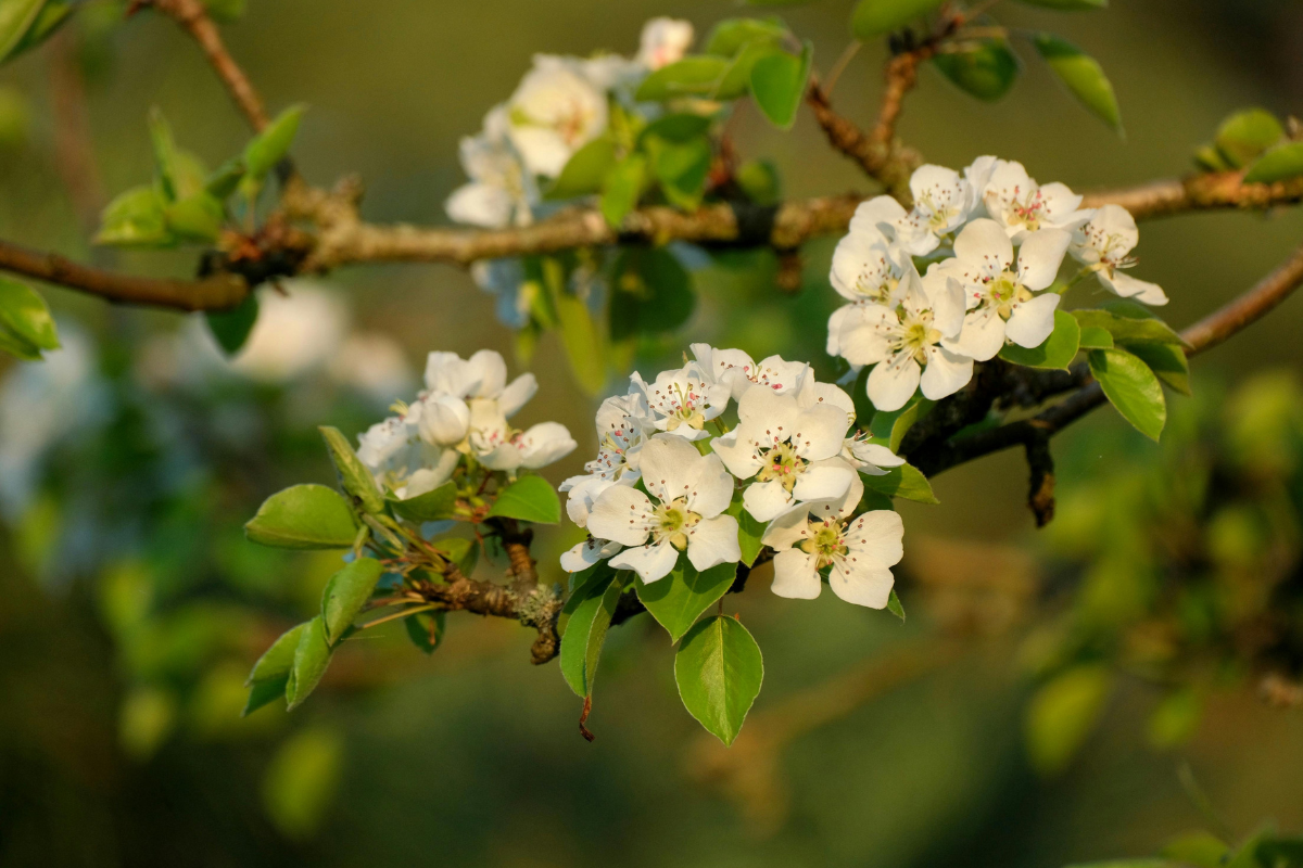 Flowering Trees of India: Top 10 Stunning and Beautiful Trees