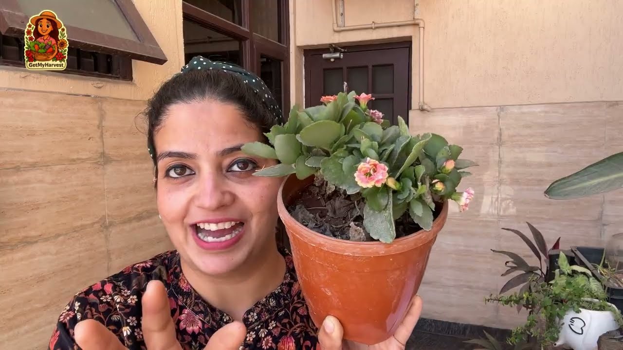 Vrukshvalli: Your Guide To Balcony Gardening