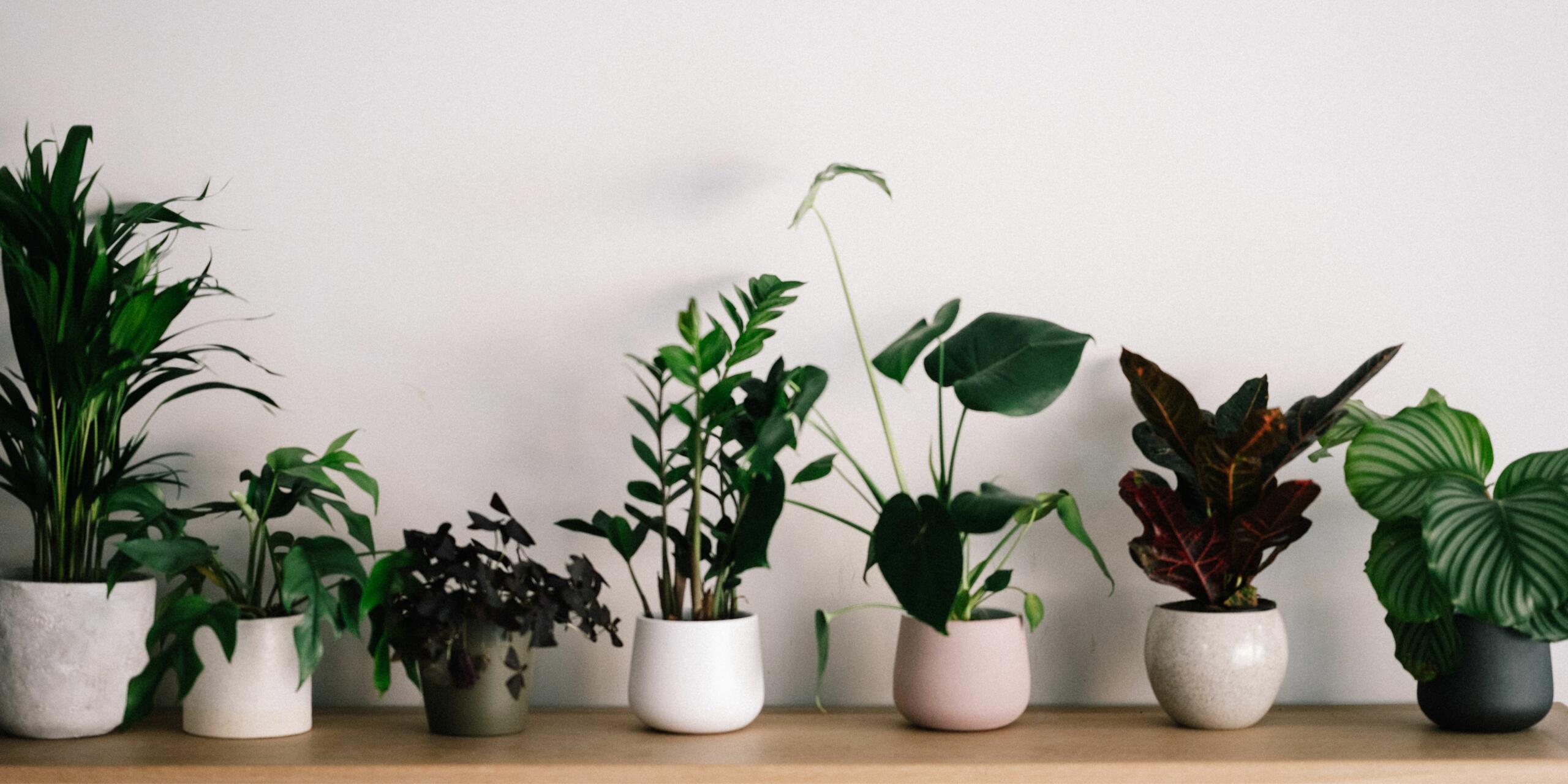 Indoor Plants for Oxygen: Top 10 NASA Recommended Plants to Improve Air Quality