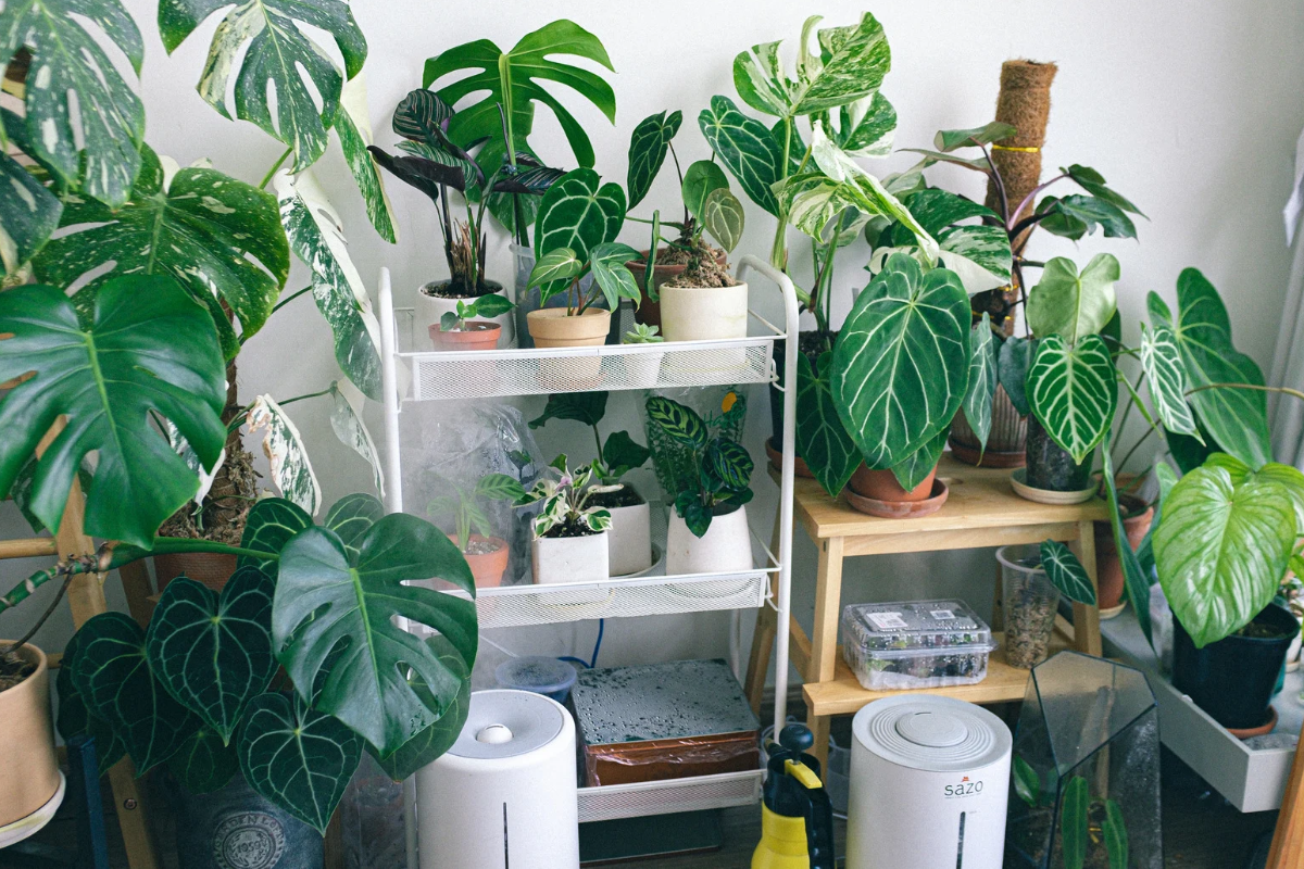 5 Best Indoor Plants To Grow In September
