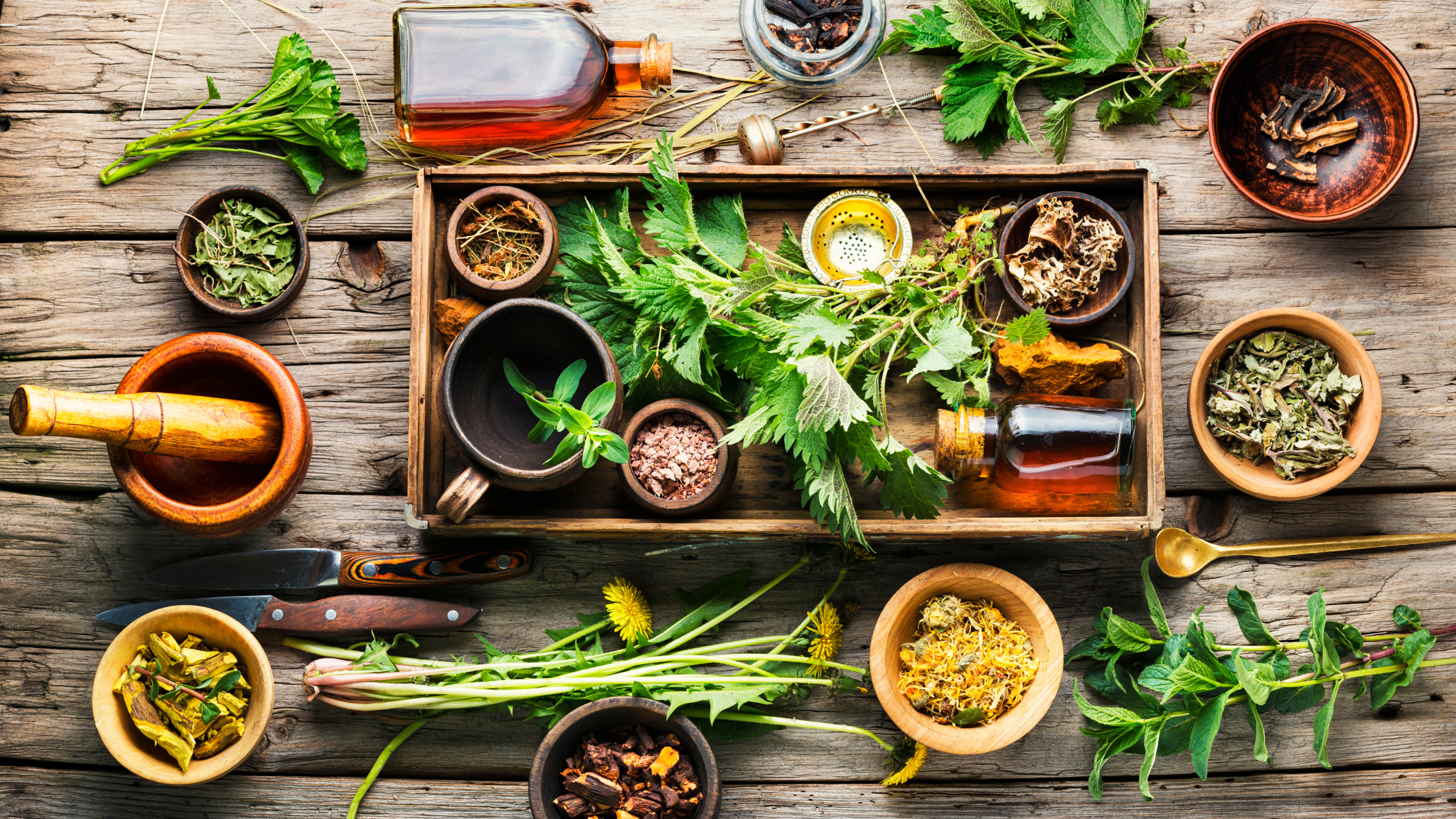 How to Grow Medicinal Plants at Home