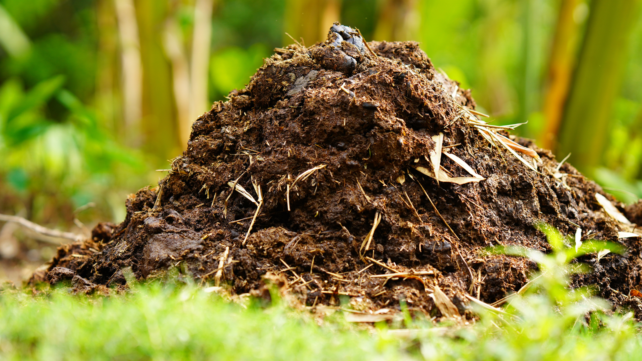 Benefits of Decomposed Cow Dung to the plants