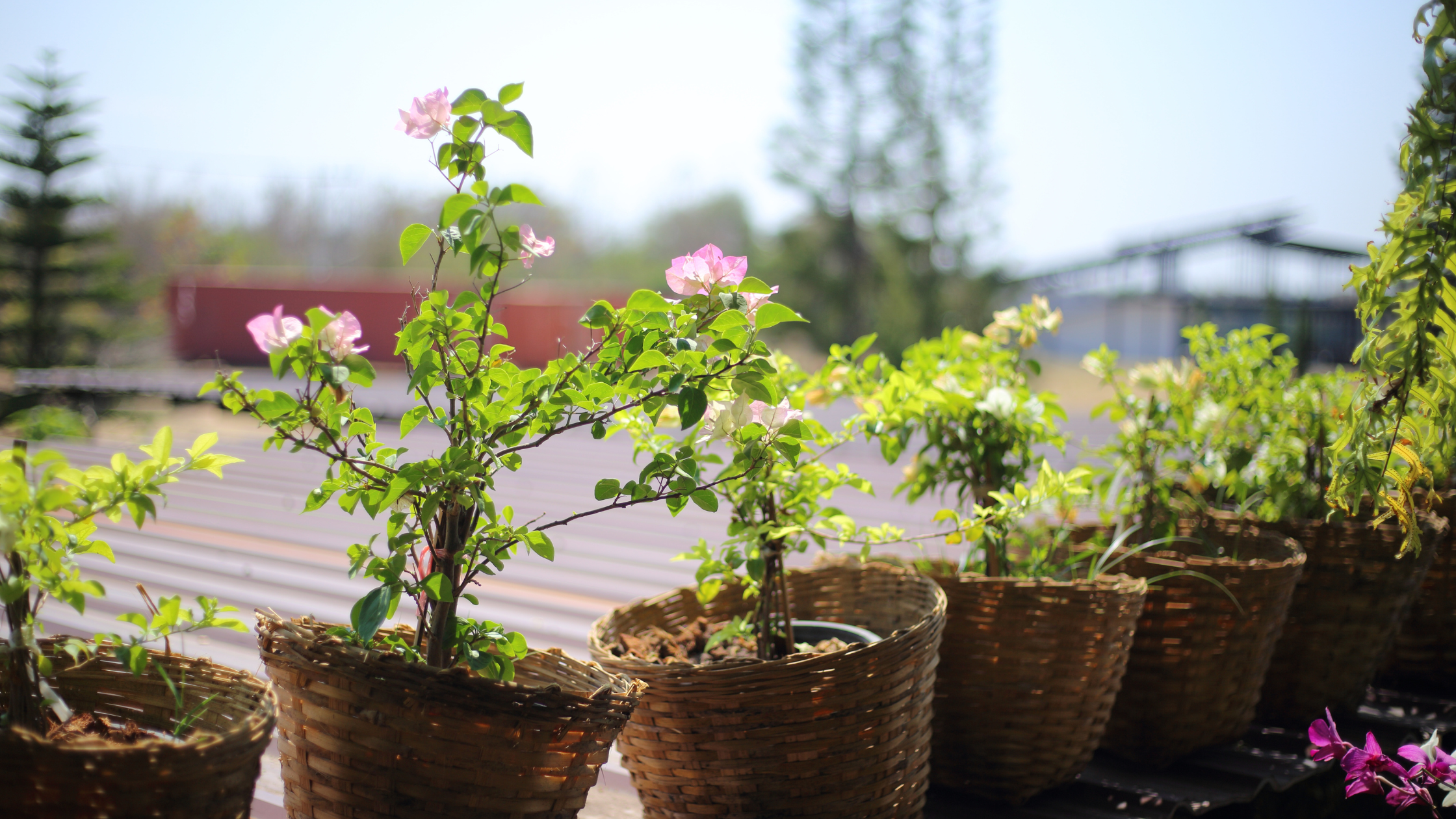 How to Plant Bougainvillea in Pots
