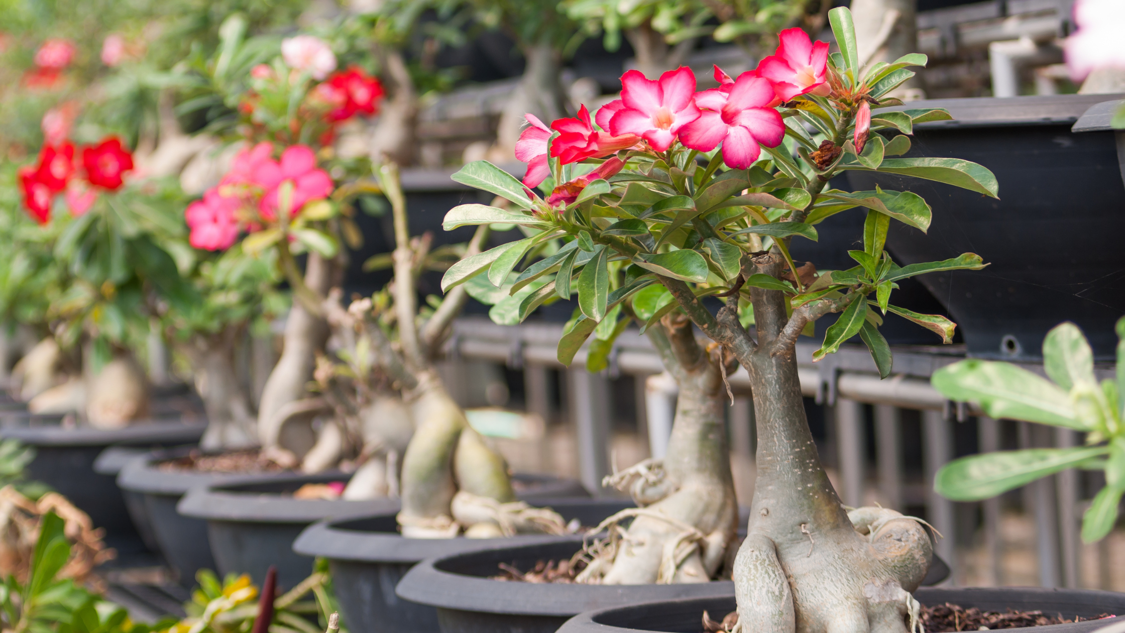 Care Tips for Adenium Rose Desert Plant