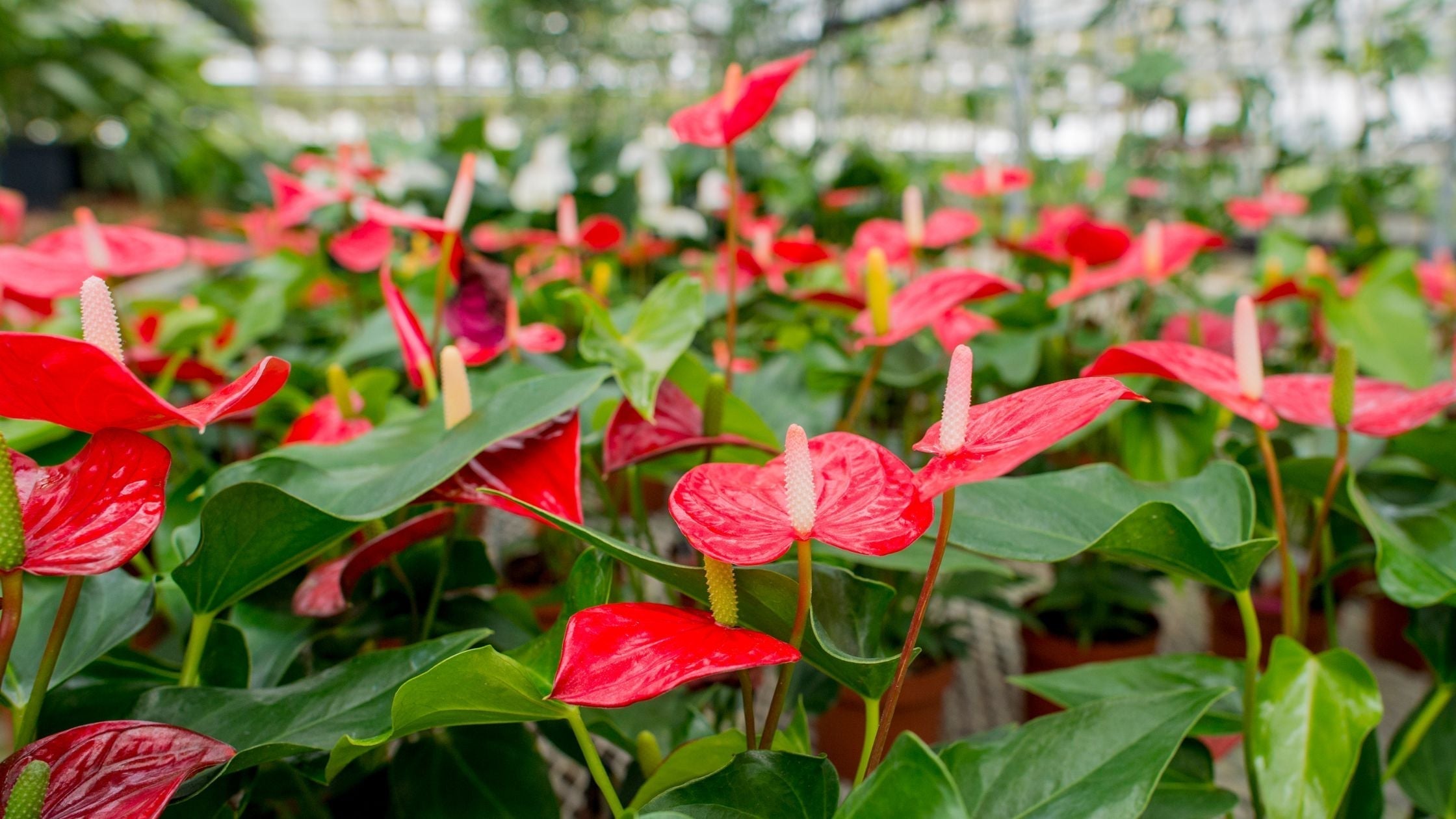 How To Care For Your Anthurium Varieties?
