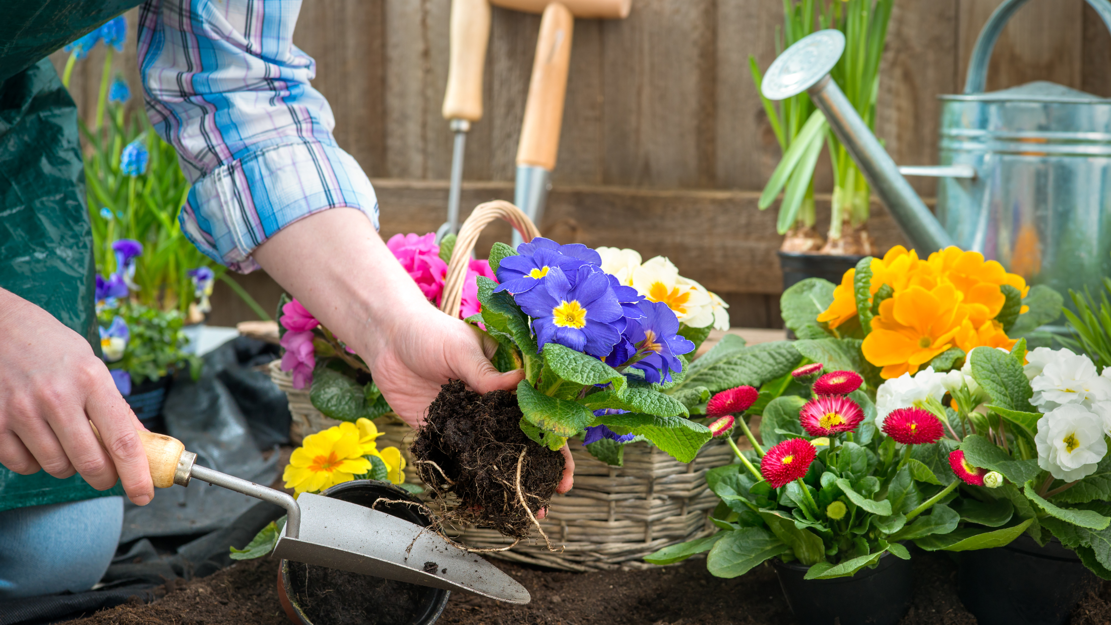 How to Care for Flowering Plants: Essential Maintenance Tips