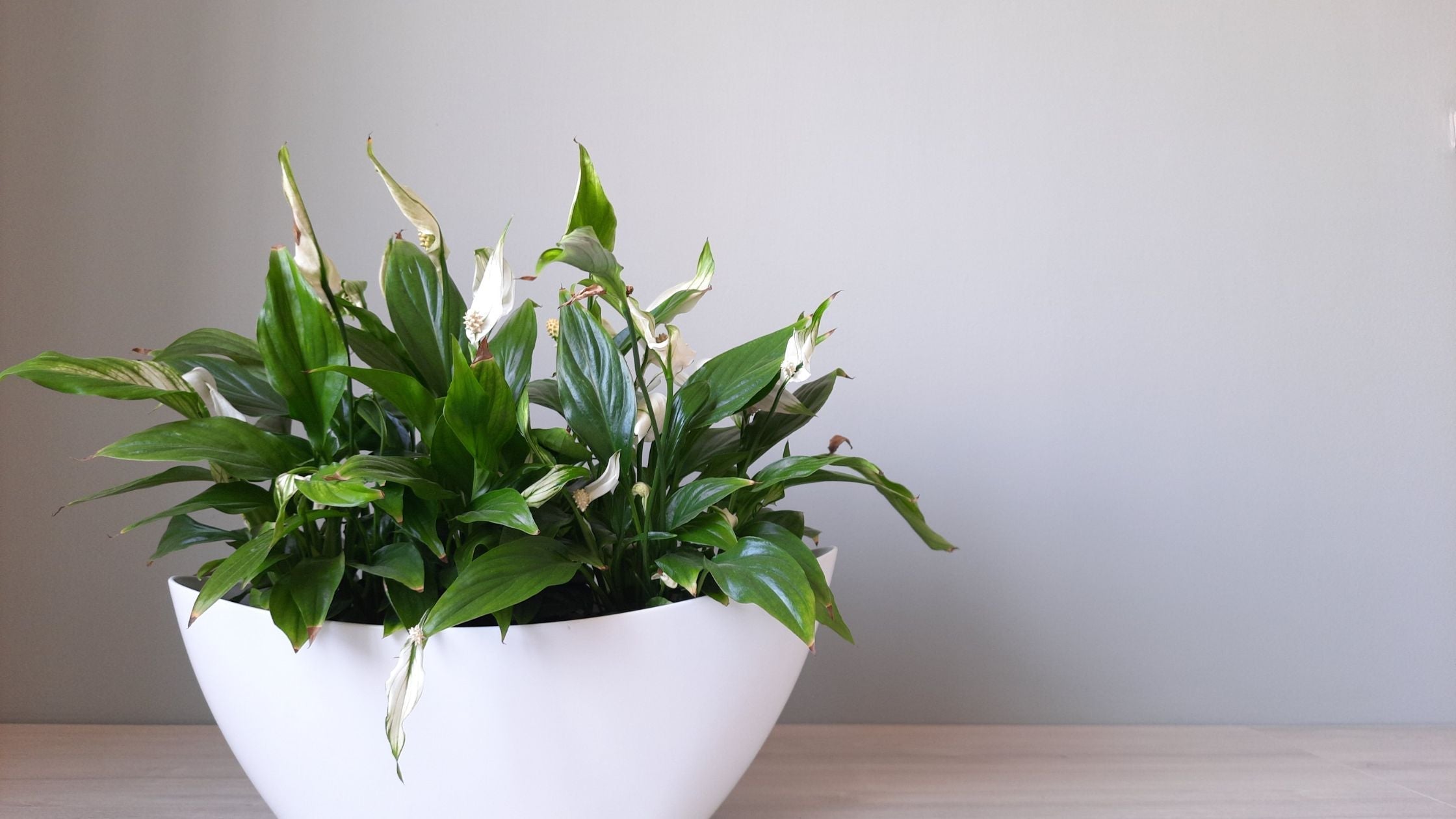 Benefits and care tips of Peace Lily plant