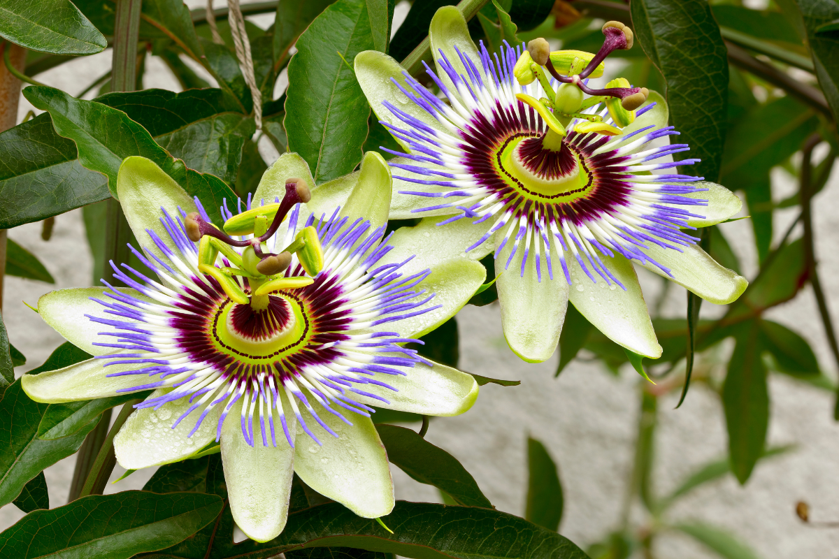 The Passion Flower: A Garden Gem With Unique Beauty