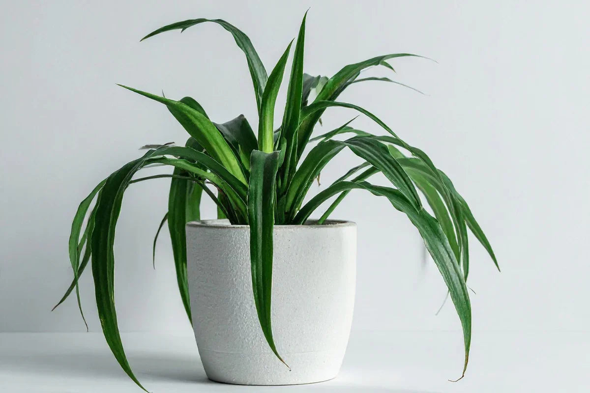 Top 10 best indoor plants to grow in winters