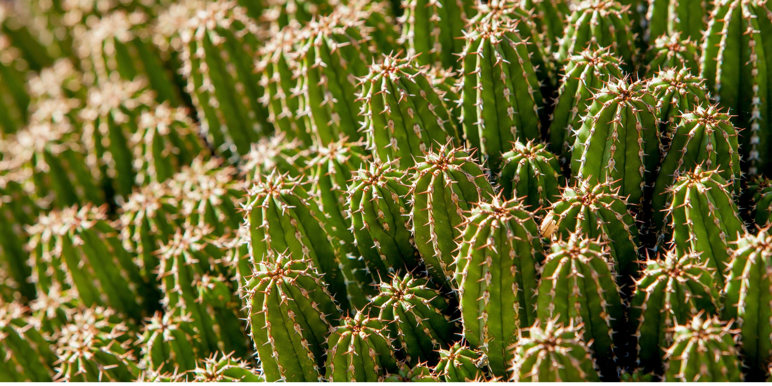 Benefits Of Cactus Plants- How Do These Hardy Succulents Improve Your Health And Home?