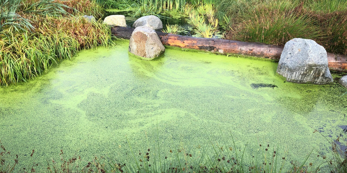 uses of algae at home to make room more beautiful – The Affordable ...