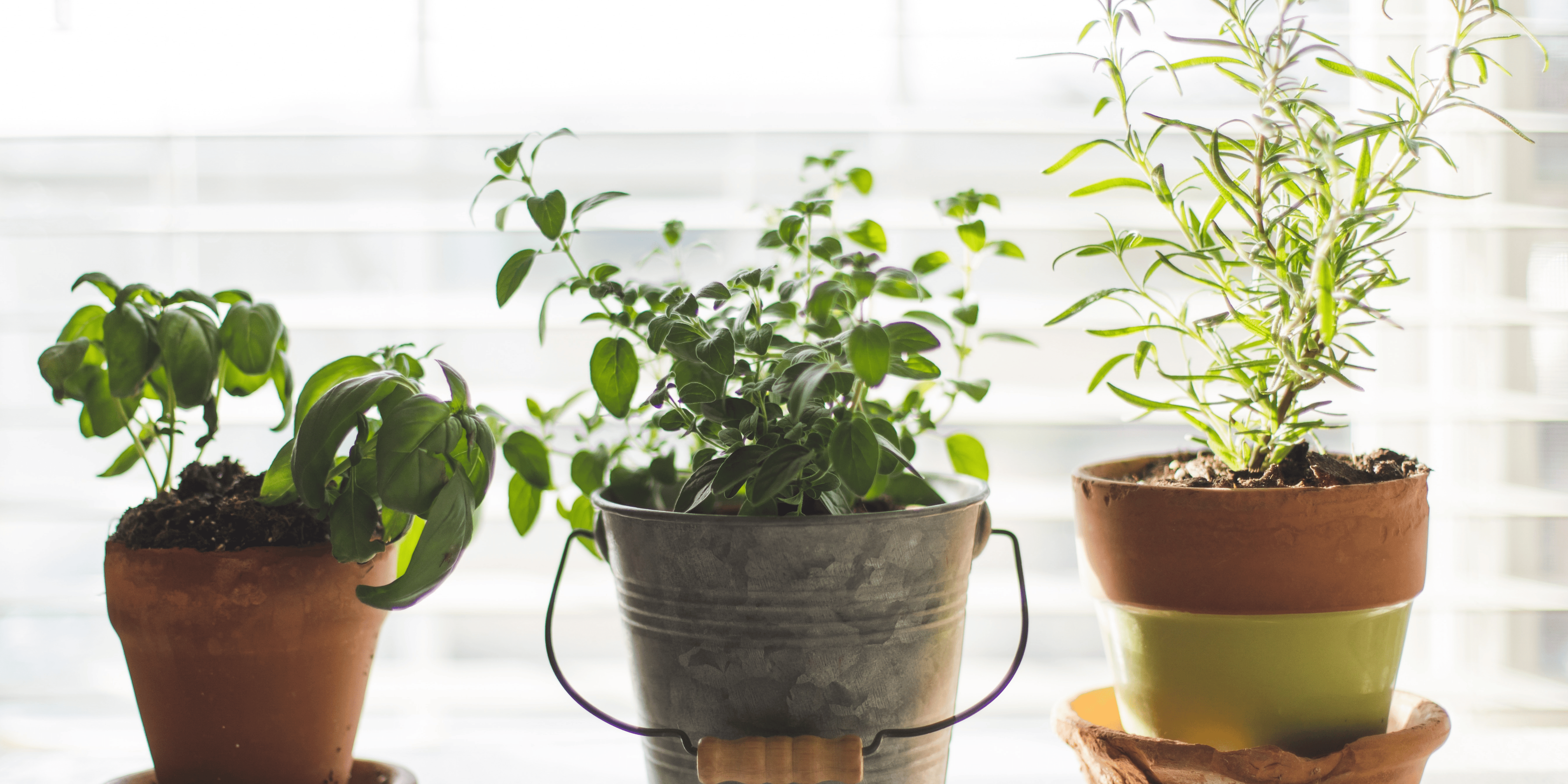 10 Vastu Plants to Grown in Your Home