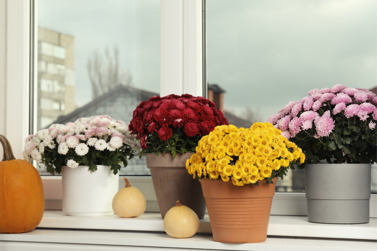 5 Best Flowering Plants To Buy In Summer