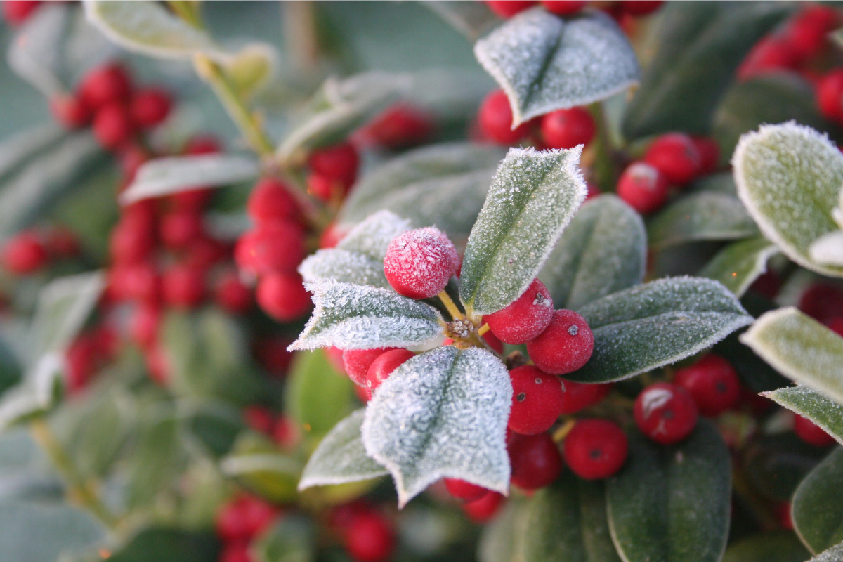 5 Best Aromatic Plants To Buy In The Winters