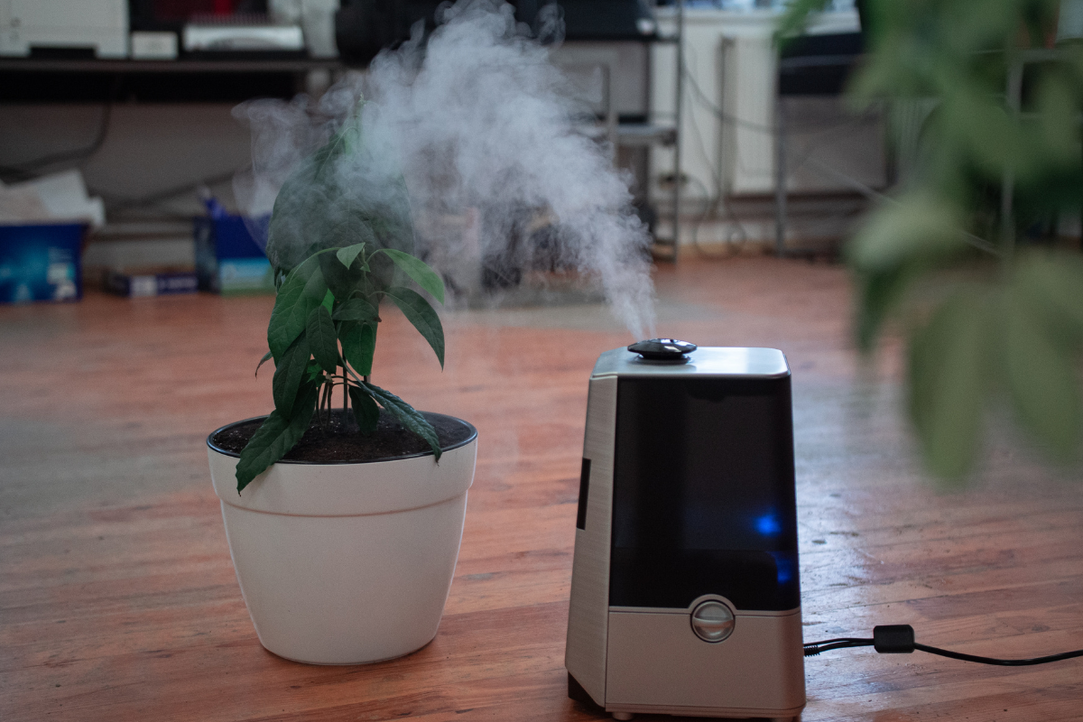 5 Best Air-Purifying Plants To Buy In The Summers