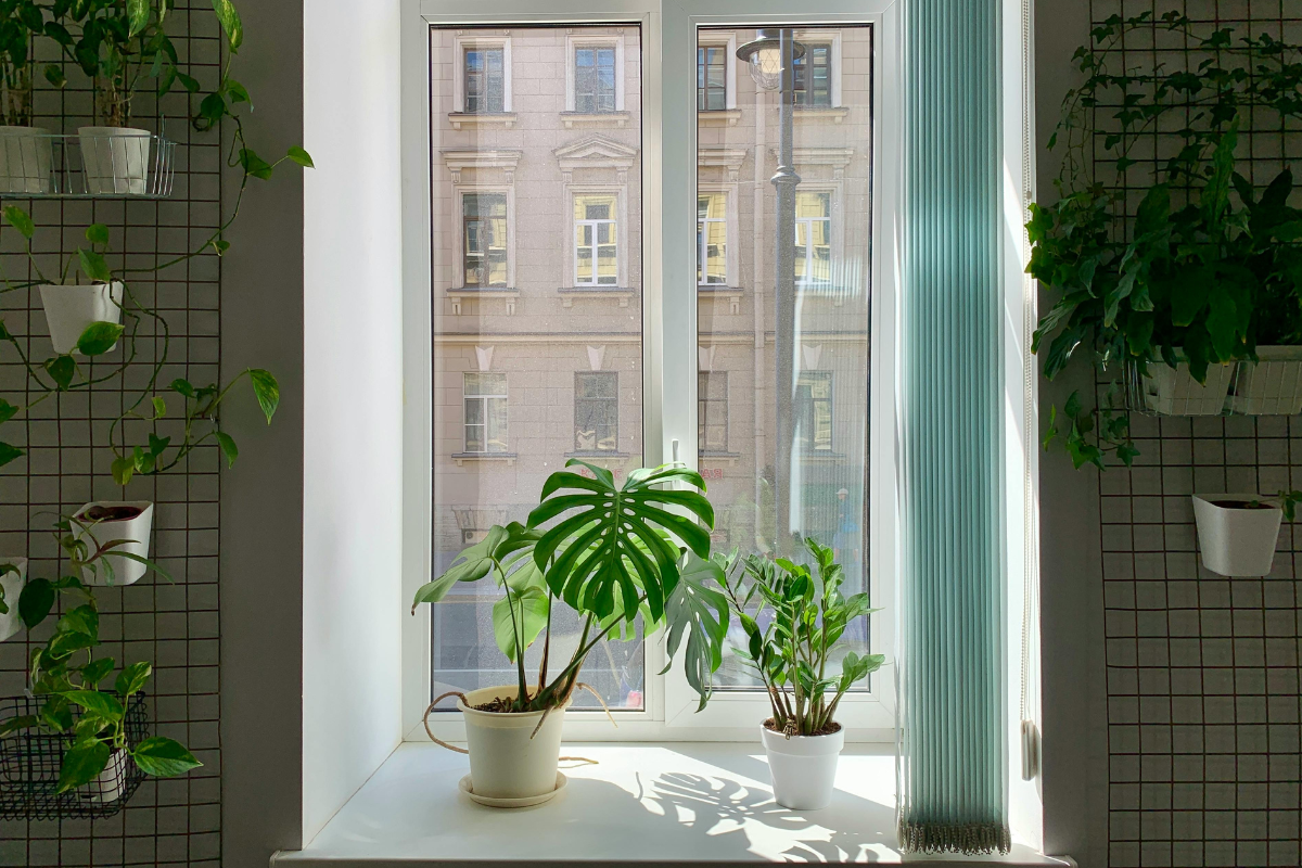 5 Best Foliage Plants To Buy In The Monsoon