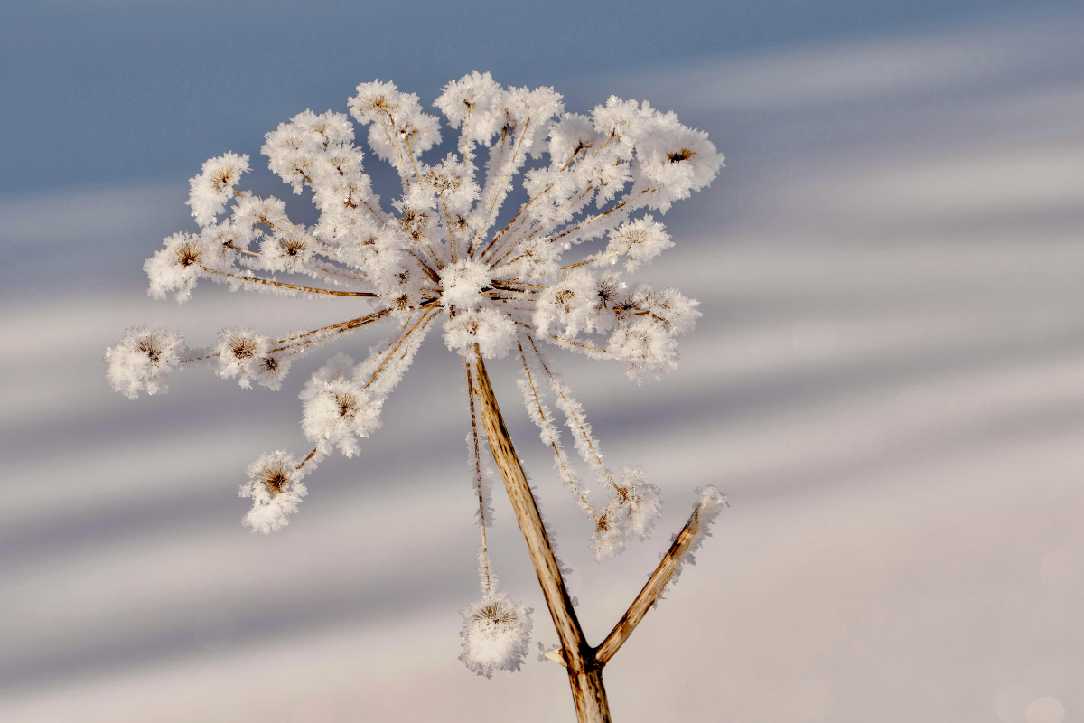 5 Best Flowering Plants To Buy In The Winters