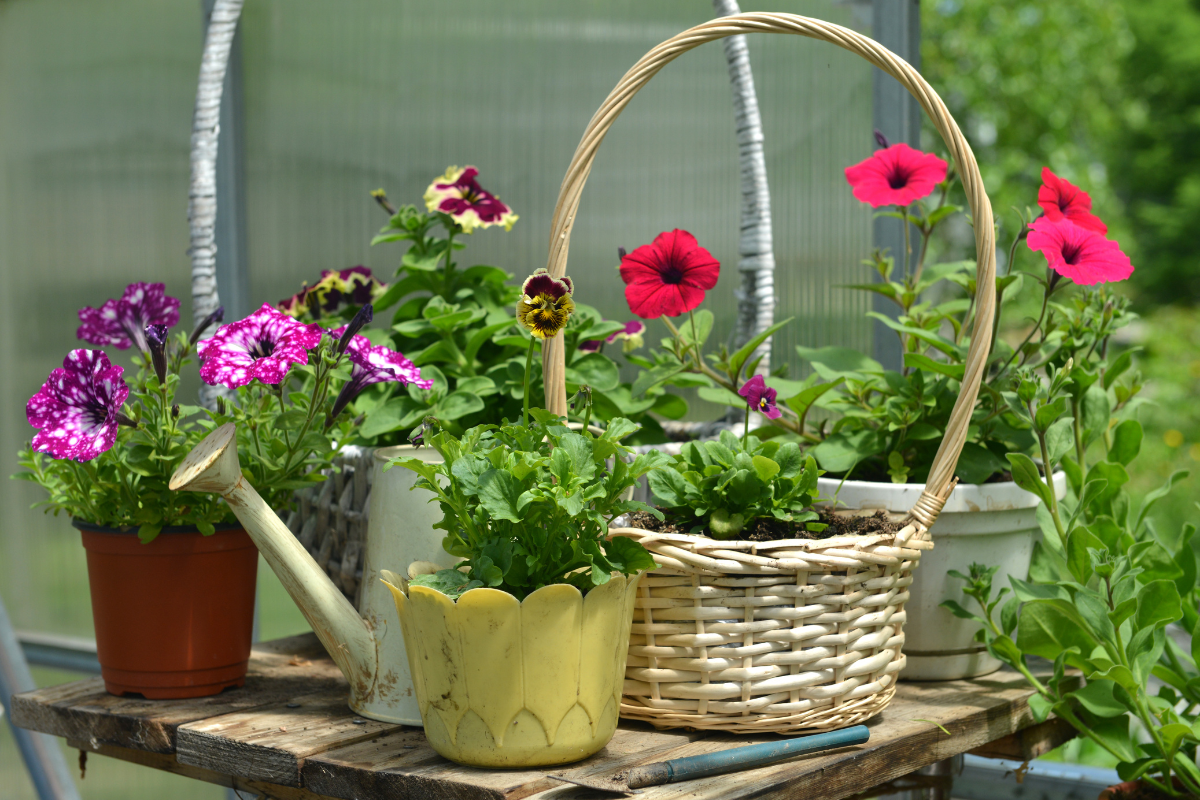Flowering Plants