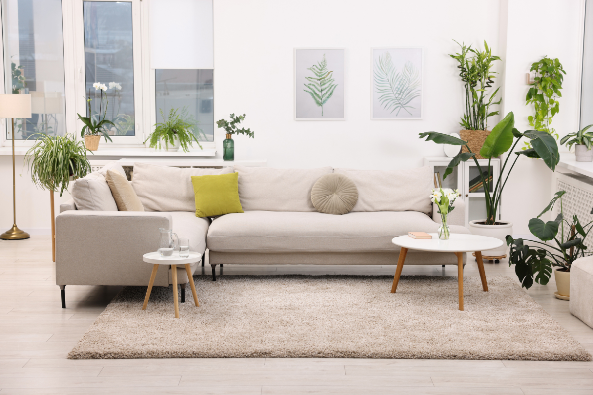 5 Best Feng Shui Plants To Buy In Monsoon