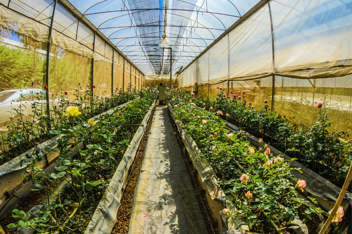 Top 5 Flowering Plants to Grow in July