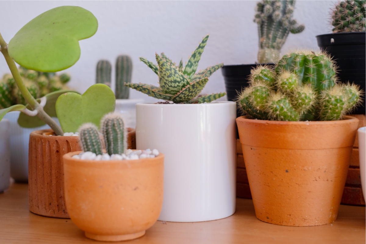 5 Best Cacti And Succulent Plants To Buy In Summer