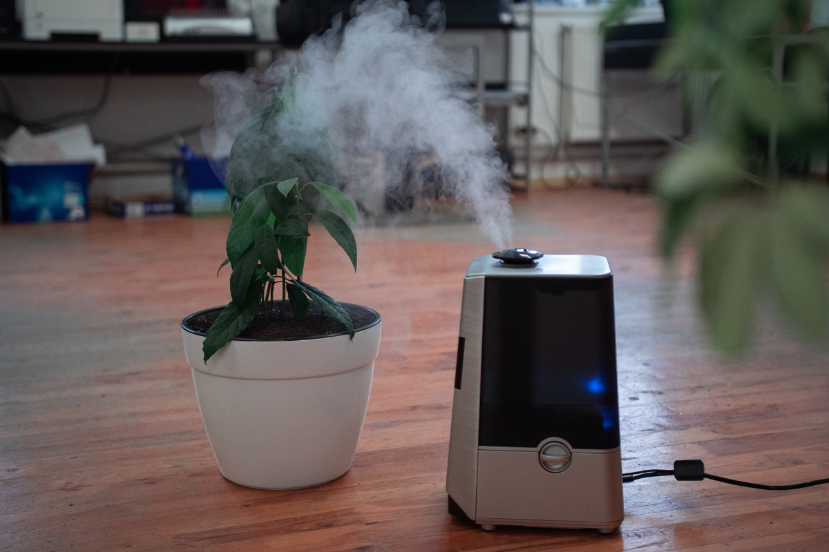 5 Best Air Purifying Plants To Buy In The Winters