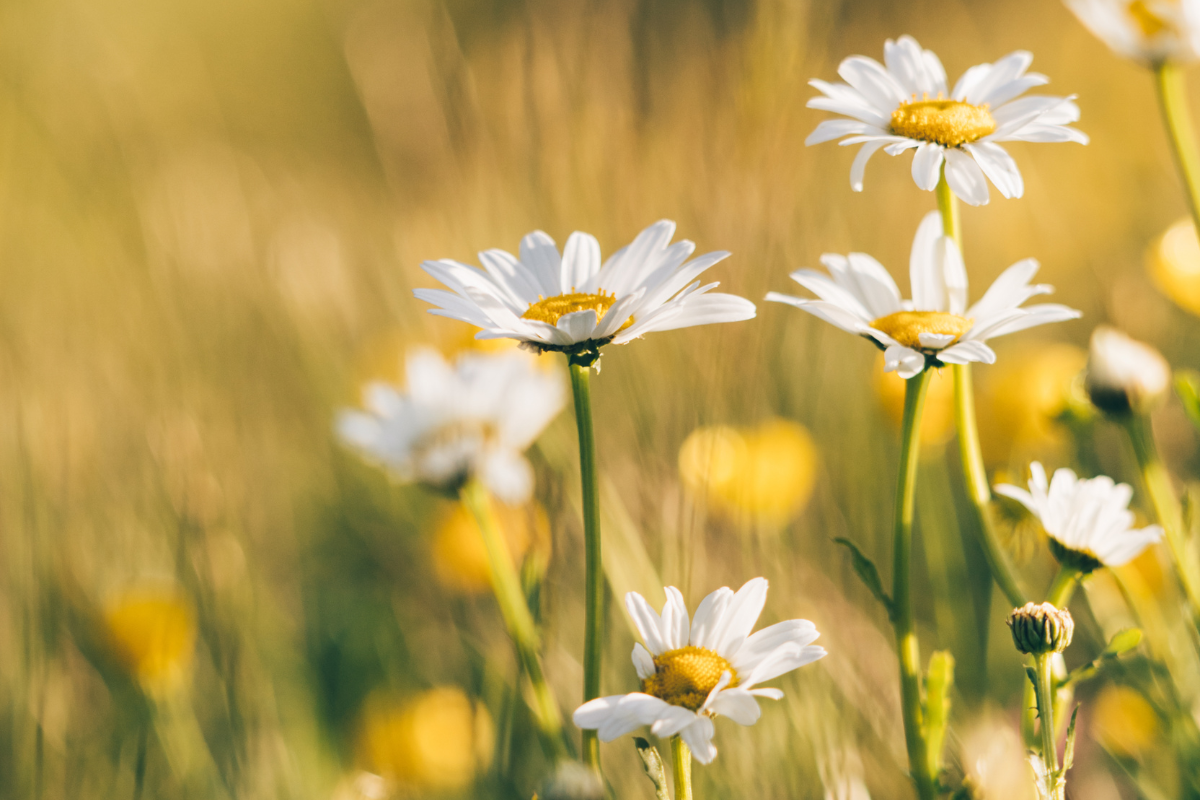 5 Flowering Plants To Grow In August