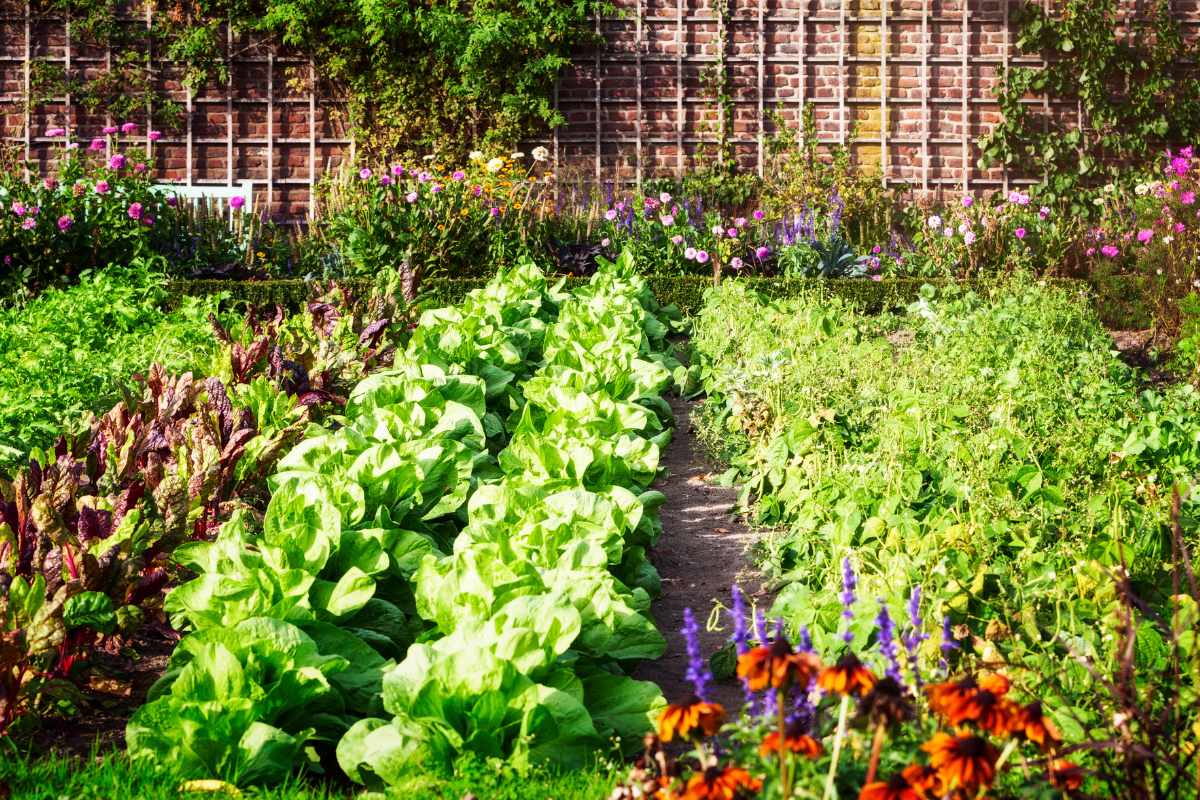 Top 5 Vegetable Plants To Grow In June