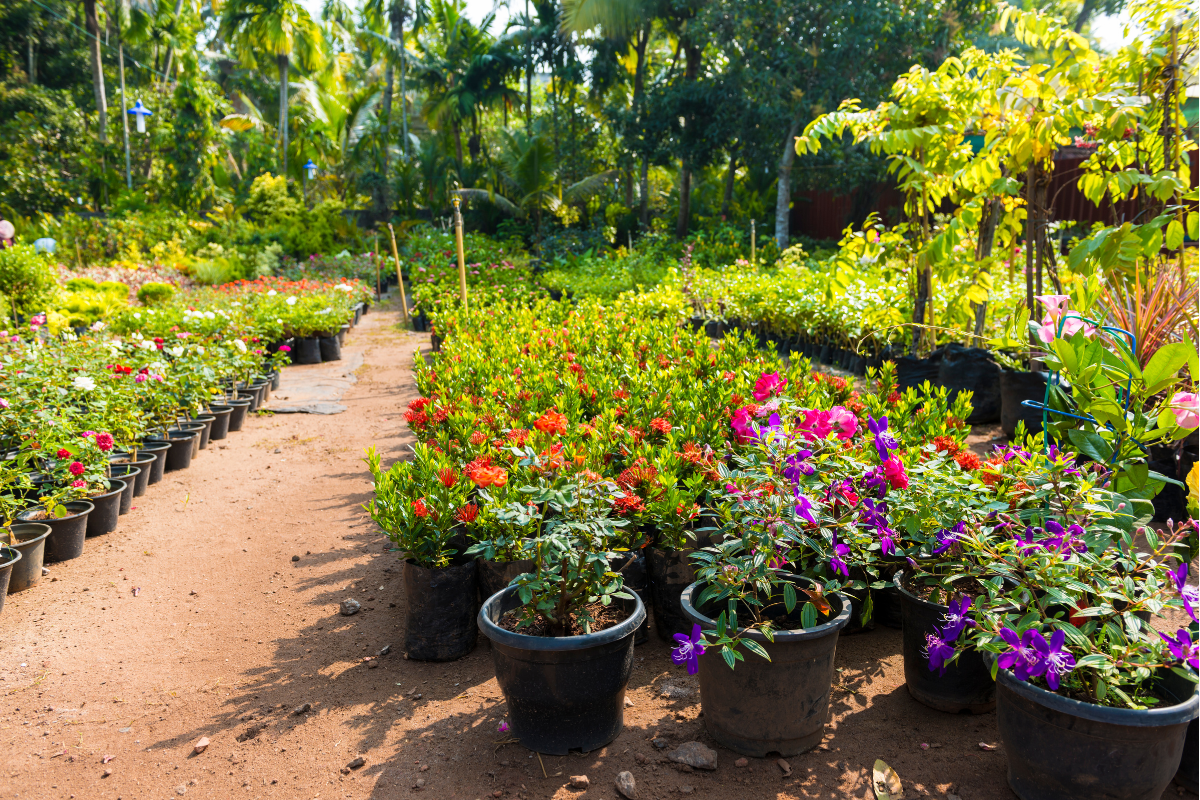 5 Best Flowering Plants to Grow in June