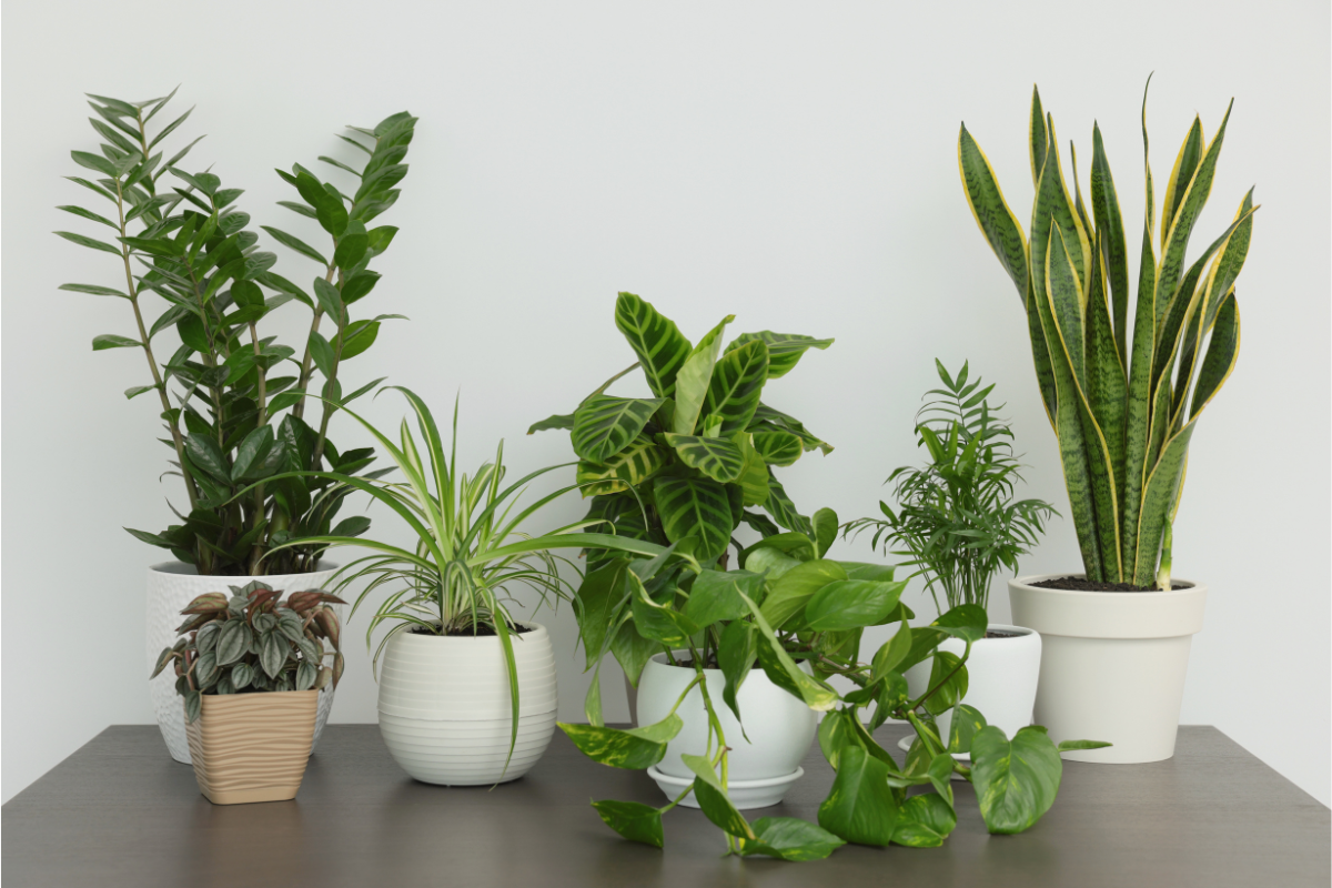 5 Best Foliage Plants To Buy In The Winter