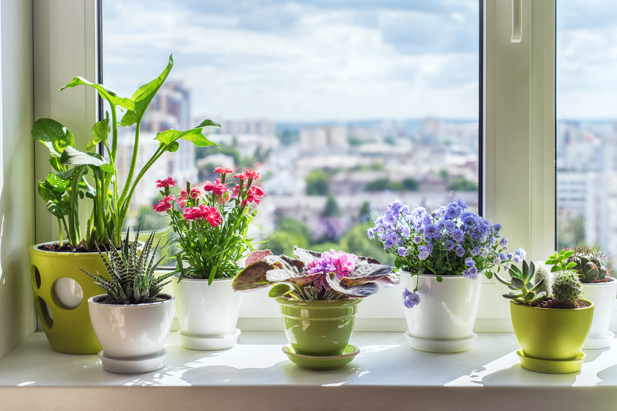 5 Easy To Grow Flowering Plants In The Kitchen Garden In September