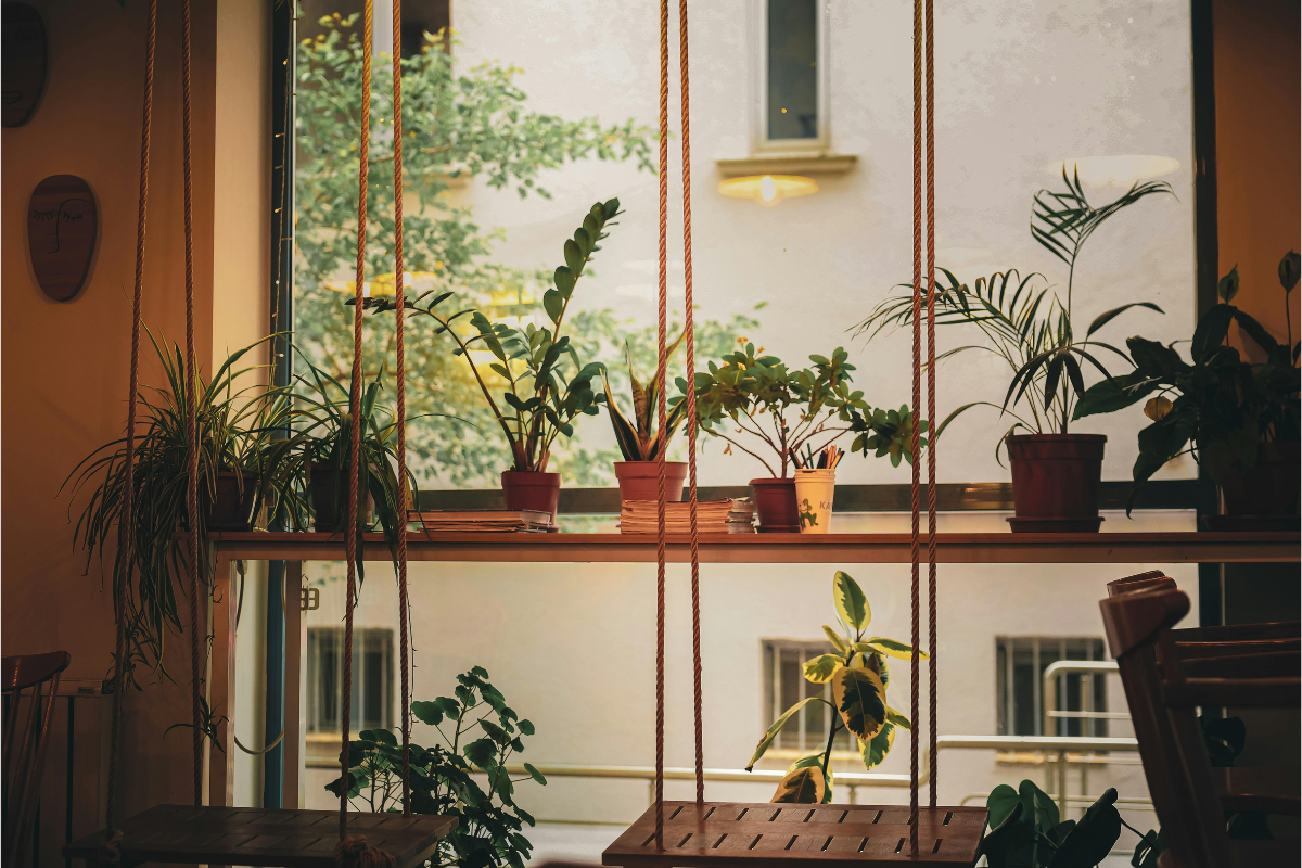 5 Best Vastu Plants To Buy In The   Winter
